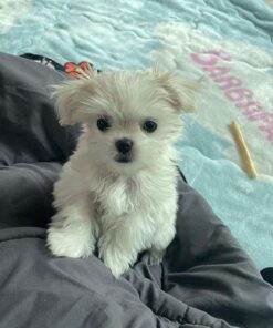 Coby Maltese Puppy