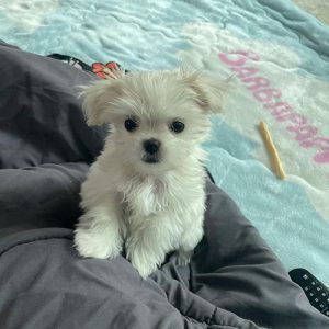 Coby Maltese Puppy