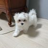 Doobu Maltese for sale