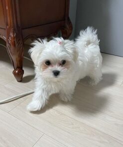 Doobu Maltese for sale