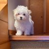 Buy Jackey Maltese Puppy