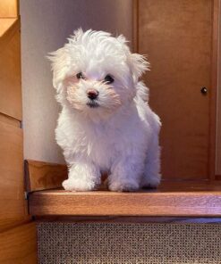 Buy Jackey Maltese Puppy