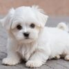 Maltese Puppies for Sale in Philadelphia