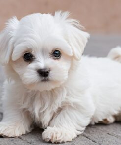 Maltese Puppies for Sale in Philadelphia