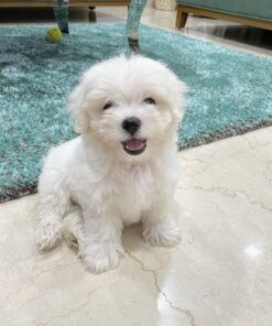 Romeo Maltese Puppy