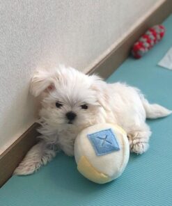 Theo Maltese Puppy