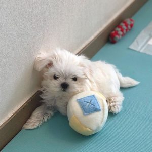 Theo Maltese Puppy