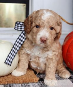 Best Price on Oliver Golden Doodle Puppy