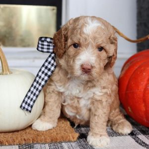 Best Price on Oliver Golden Doodle Puppy