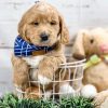 Golden Doodle Puppies