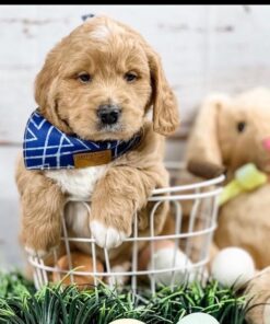 Golden Doodle Puppies