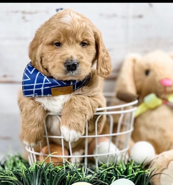 Golden Doodle Puppies