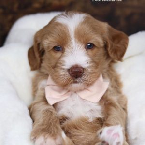 Buy Taylor Golden Doodle Puppy