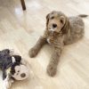 Flirt Golden Doodle Puppy Cost-effective Deal