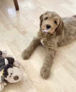 Flirt Golden Doodle Puppy Cost-effective Deal