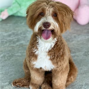 Affordable Flumeria Golden Doodle Puppy