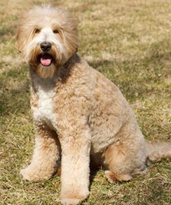 Affordable Monroe Golden Doodle Puppy