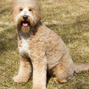 Affordable Monroe Golden Doodle Puppy