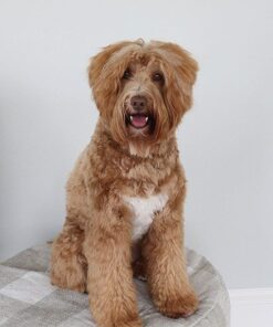 Affordable Phineas Golden Doodle Puppy