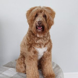 Affordable Phineas Golden Doodle Puppy