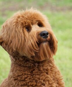 Golden Doodles Near Me