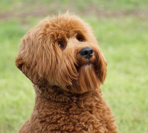 Golden Doodles Near Me