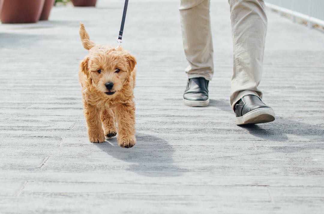 Are Goldendoodle good house dogs