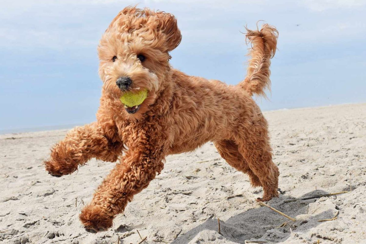 Brown Goldendoodle