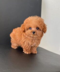 Full Grown Teacup Poodle Puppy