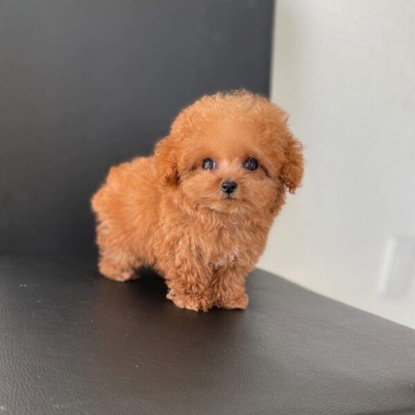 Andre Teacup Poodle Puppy Value Deals