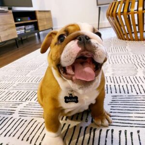 Best Price on Baloo English Bulldog Puppy