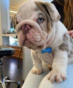 English Bulldog Puppies for Sale in Cincinnati Ohio