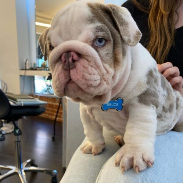 Affordable Bruce English Bulldog Puppy