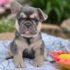 Affordable Clover French Bulldog Puppy