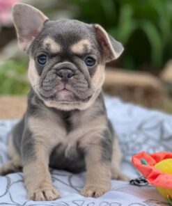 Affordable Clover French Bulldog Puppy