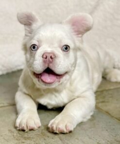 Best Price on Dallas French Bulldog Puppy