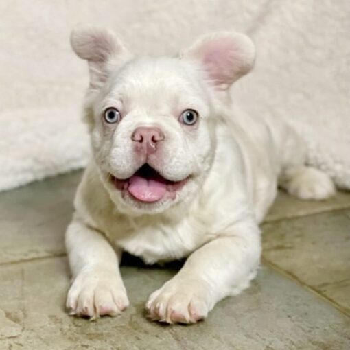 Best Price on Dallas French Bulldog Puppy