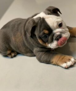 Jasper English Bulldog Puppies for Sale in CT