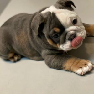 Affordable Jasper English Bulldog Puppy