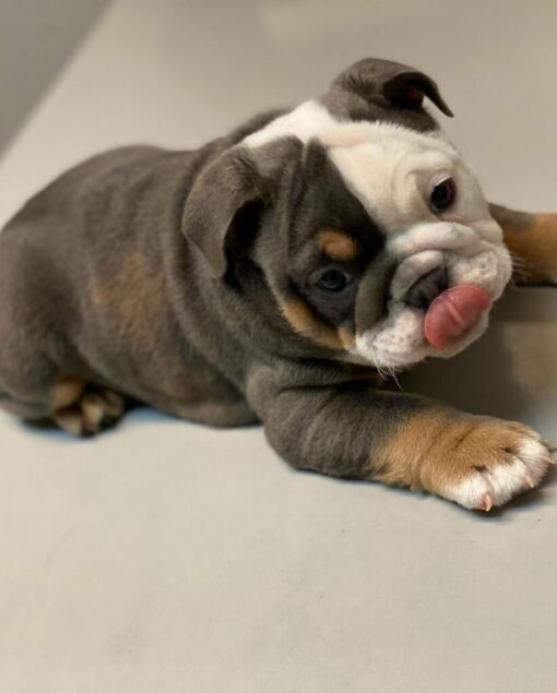 Jasper English Bulldog Puppies for Sale in CT