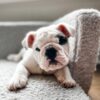 Mask English Bulldog Puppies for Sale in Oregon