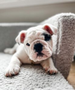 Mask English Bulldog Puppies for Sale in Oregon