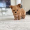 Exclusive Mirrel Teacup Poodle Puppy Offers