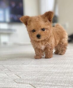 Exclusive Mirrel Teacup Poodle Puppy Offers