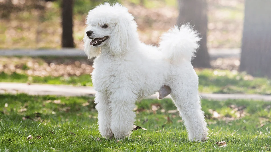 Moyen Poodle Puppy