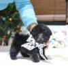 Discounted Rex Teacup Poodle Puppy