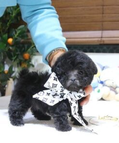 Discounted Rex Teacup Poodle Puppy