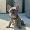 Discounted River French Bulldog Pups