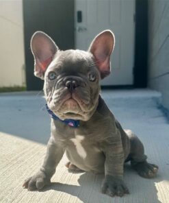 Discounted River French Bulldog Pups