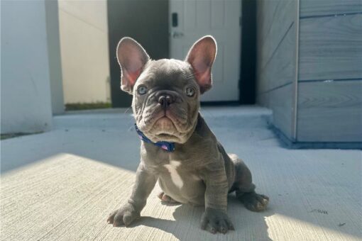 Discounted River French Bulldog Pups